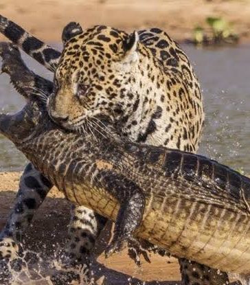 Jaguars vs Crocs